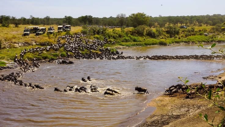 Wildebeest Migration